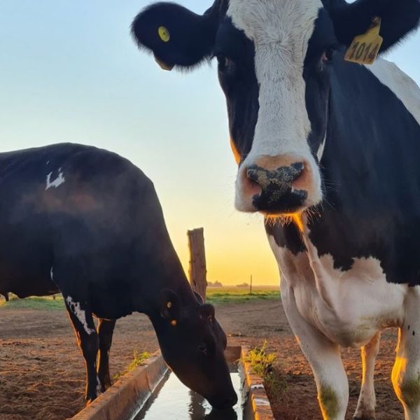 Vaca lechera Quesos Juan Grande