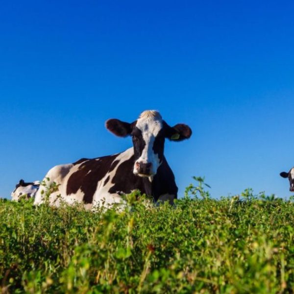 Vacas lecheras - Quesos Artesanales