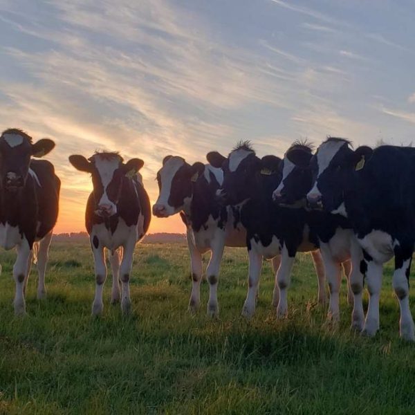 vacas lecheras atardecer