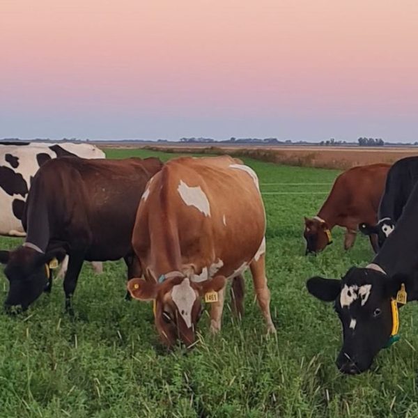 Ganado lechero pastando en un campo verde al atardecer en Estancia La Eloisa, Lincoln, Buenos Aires, fuente de leche fresca para quesos Juan Grande.