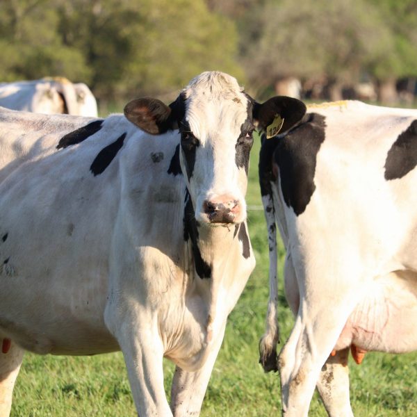 Vacas lecheras - Lincoln - Quesos Juan Grande