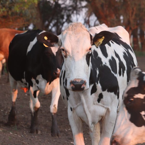 Tambos - Lincoln - Quesos Juan Grande