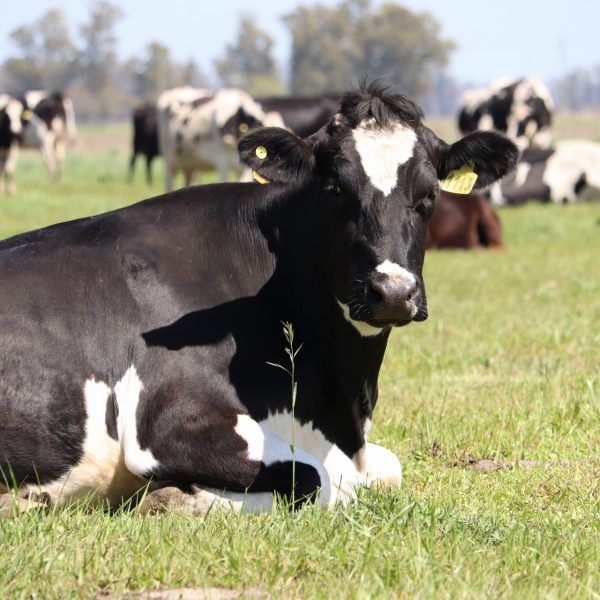 Tambo propio para quesos artesanales
